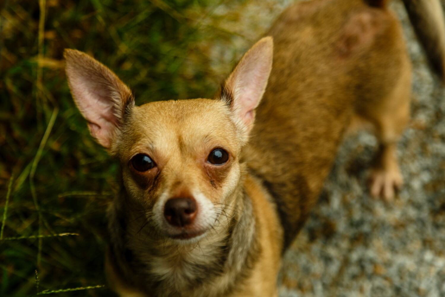 Adoptable Friends