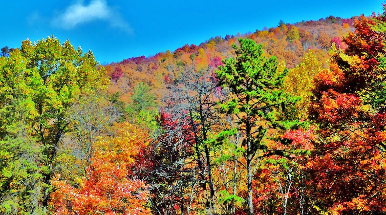 Deep blue skies in early November contrast with fall leaf color, making the colors more vibrant. This photo was taken along the Richard Russell Scenic Highway (Ga. 348). (Charles Seabrook for The Atlanta Journal-Constitution)