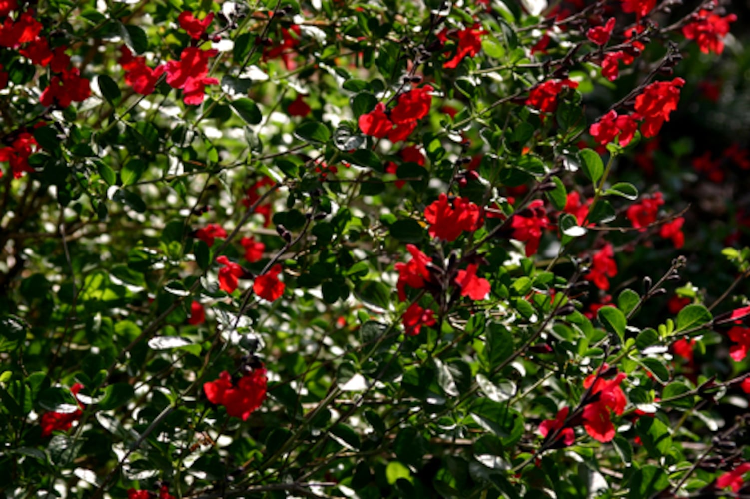 Drought-tolerant plants for Atlanta gardens