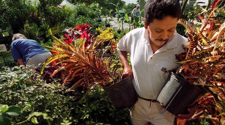 Common or exotic, find that perfect plant at the Plant-A-Palooza! Spring plant sale this weekend at Mounts Botanical Garden in West Palm Beach. BRUCE R. BENNETT / THE PALM BEACH POST