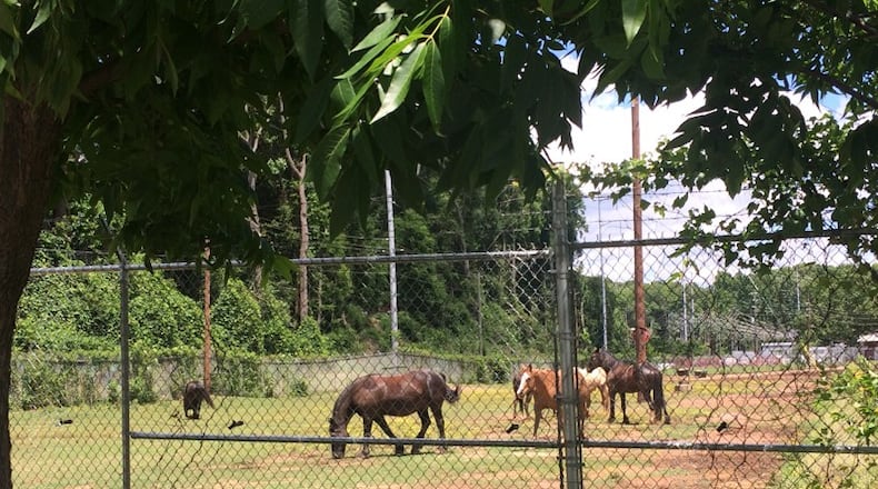 Horses can be seen roaming around a lot in Grant Park.