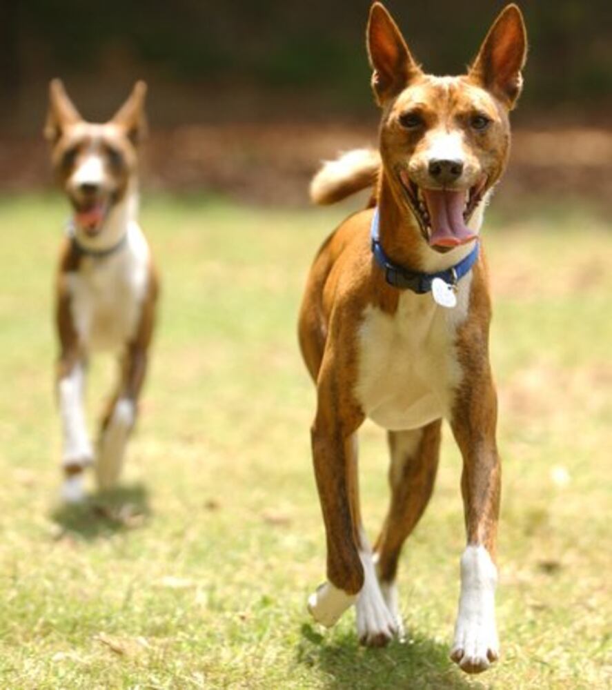Popular hypoallergenic dogs