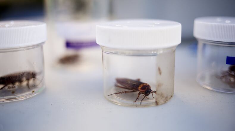 Cockroaches carry several types of bacteria and put people living in a home infested with them at risk for health problems, authorities say.