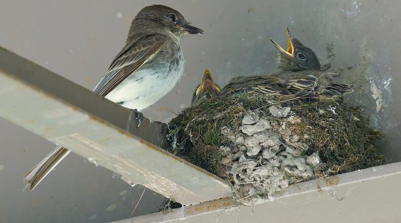 An Eastern phoebe nest similar to this under a bridge in northeast Atlanta was saved when construction workers waited for the babies to fledge before doing extensive repairs on the bridge. (Paul Danese/Creative Commons)