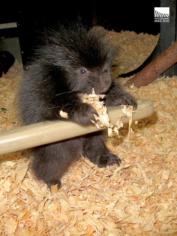 PHOTOS: New porcupette at Woodland Zoo is so cute it hurts