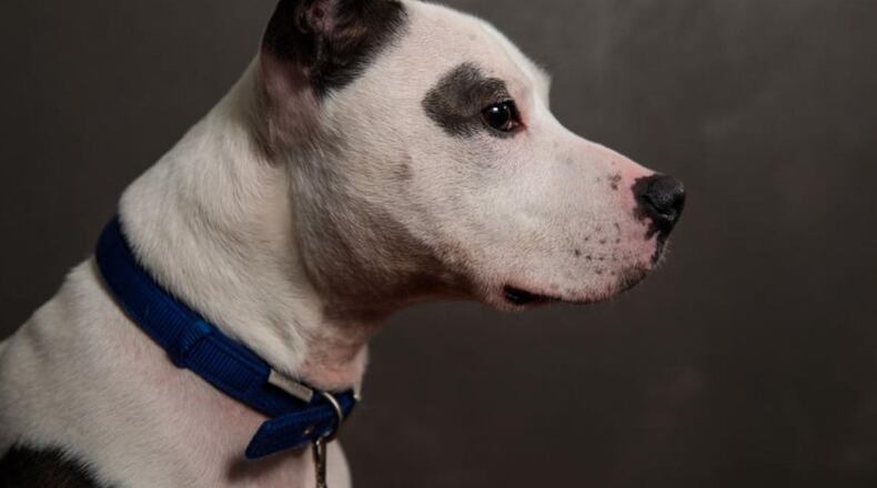 A pit bull bit some children at a Seattle private school on Thursday.