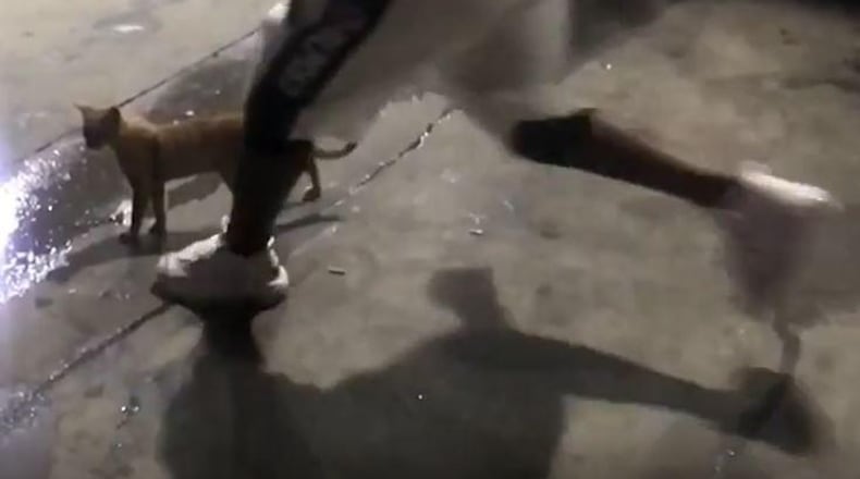 Jamari Davenport, 22, of Atlanta, turned himself in for allegedly kicking a cat violently on an Instagram video.