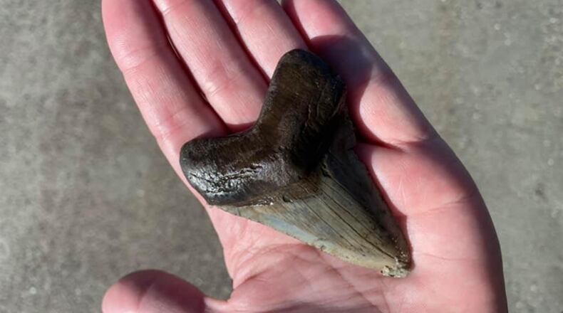 A monstrous tooth that washed up on a South Carolina beach last month has led to public speculation of whether it once belonged to an ancient sea creature.