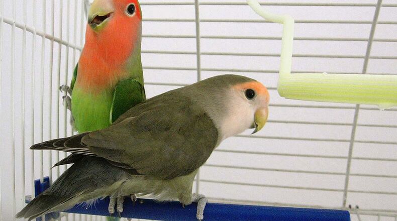 File photo of parrots