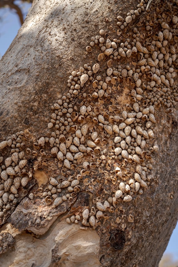 Achatinelloides mollusks gather on a tree's bark on the Yemeni island of Socotra, Sept. 22, 2024. (AP Photo/Annika Hammerschlag)