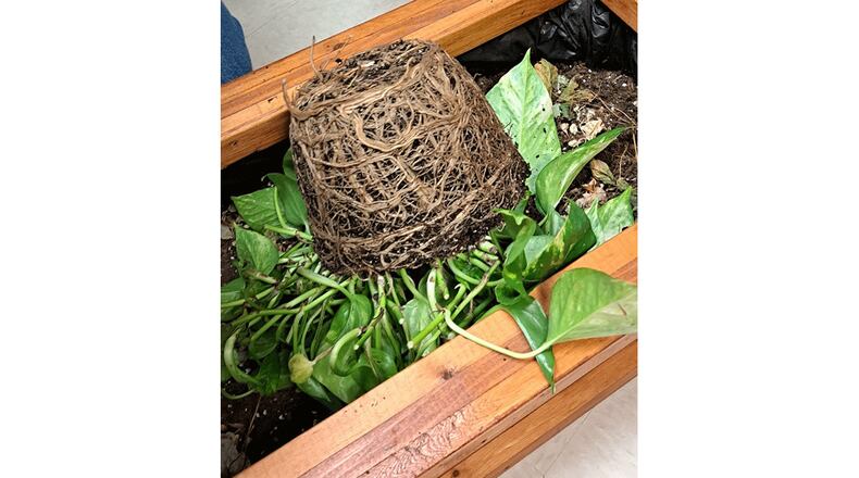 Even terribly root-bound plants can be fixed. Courtesy of Andrew Rissler