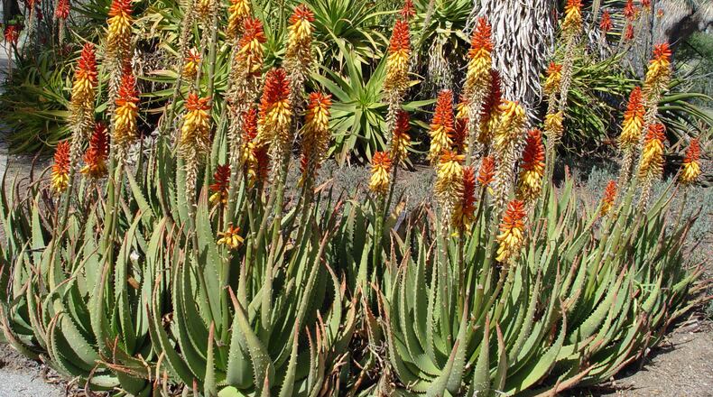 The spading fork is essential for transplanting aloes and other large succulent garden plants. (Maureen Gilmer/TNS)