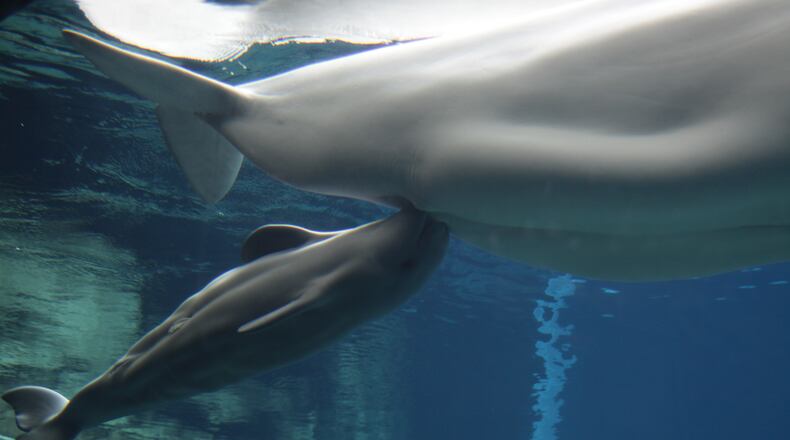 The new beluga calf at the Georgia Aquarium nurses at its mother's breast. Maris, a new mother, has displayed good parenting skills, but the calf hasn't gained weight as quickly as staffers would like.