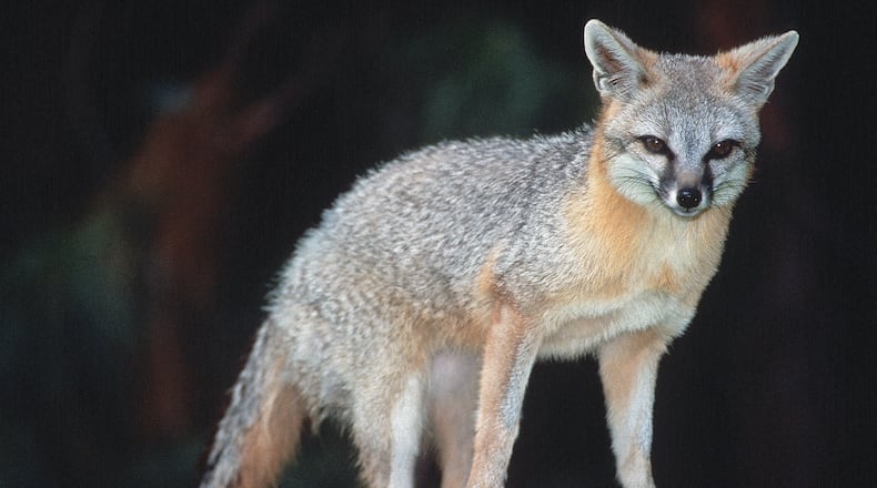 The grey fox (Urcyon cinereoargenteus) is the most common fox in California, with a silvery-grey coat with patches of yellow, brown, rust, or white on the neck and belly. They are mostly found in coastal or mountain forests at low elevations where they rest in hollow logs, under boulders and crevices. Their main source of food are small rodents, birds, insects, berries, acorns, eggs and fungi. The fox has short legs so it can climb trees to retrieve food and to seek refuge and measure from 21-29 inches in body length with a bushy tail around 15 inches long. Their mating season is mostly in January with three to five pups born in February or March and the pups will start to hunt within three months. This grey fox was on display at the California Living Museum in Bakersfield, Calif. Photo taken August 20, 1993.