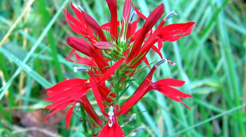 The cardinal flower, which blooms in the summer and fall in moist places throughout Georgia, is one of our most distinctive wildflowers, having some of the reddest flowers in nature. It is primarily pollinated by the ruby-throated hummingbird. PHOTO CREDIT: Charles Seabrook