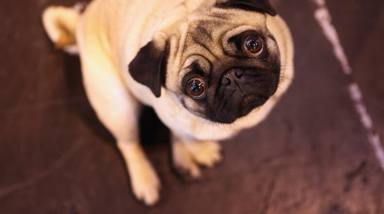 (Photo by Oli Scarff/Getty Images)