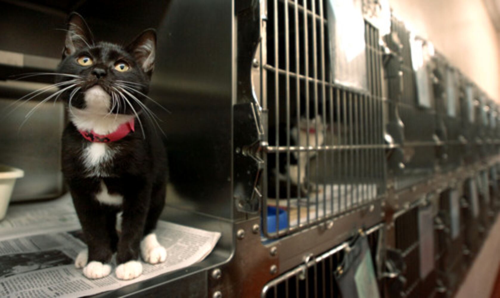 Gas chambers at Cobb animal shelter