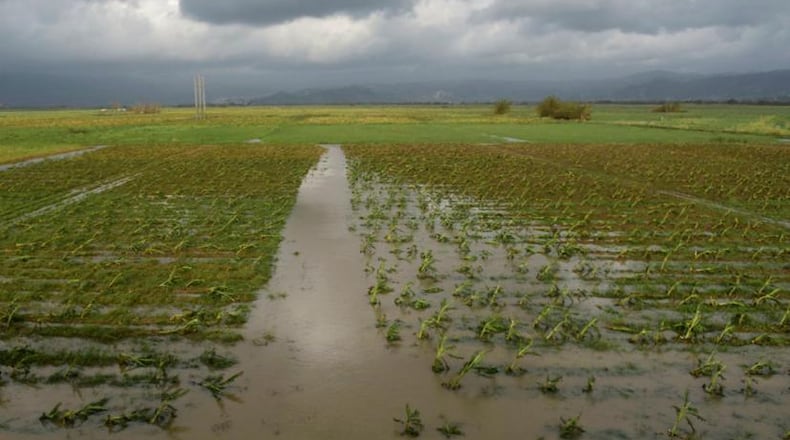 A field of plantains is flooded one day after the impact of Hurricane Maria in Yabucoa, Puerto Rico, Thursday, Sept. 21, 2017. (AP Photo/Carlos Giusti)