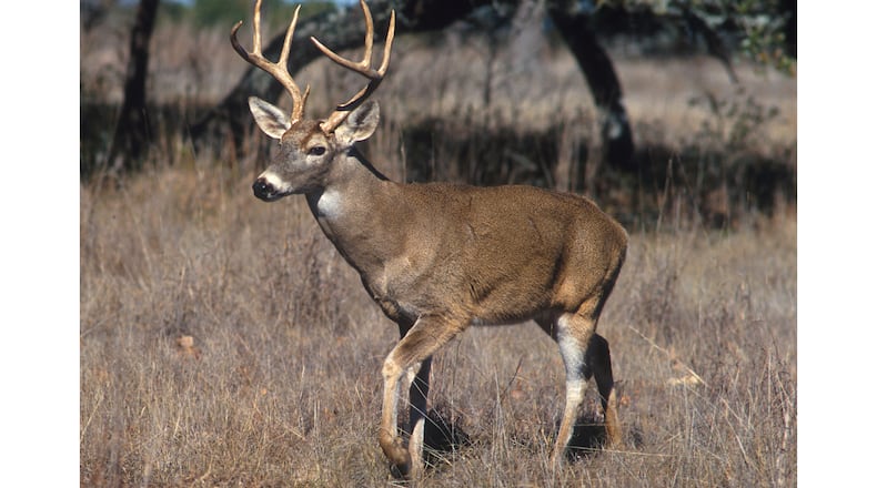 A white-tailed buck (shown here) grows a new set of antlers each year. But why bucks shed and then regrow antlers is not fully understood. (Courtesy of USDA / Scott Bauer)