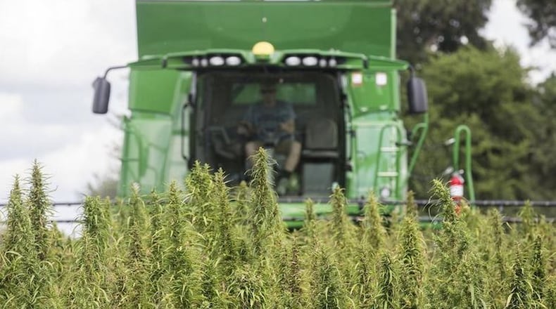 In this Aug. 16, 2017 file photo, a Calloway, Ky. County farmer harvests hemp at Murray State University’s West Farm in Murray, Ky. Ryan Hermens / The Paducah Sun