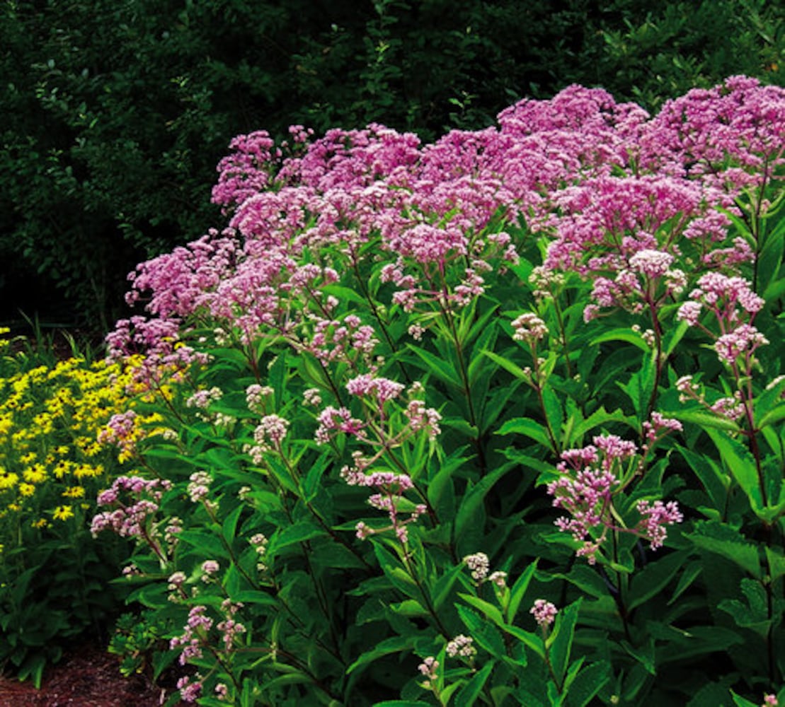 Easy' plants for Southern gardens