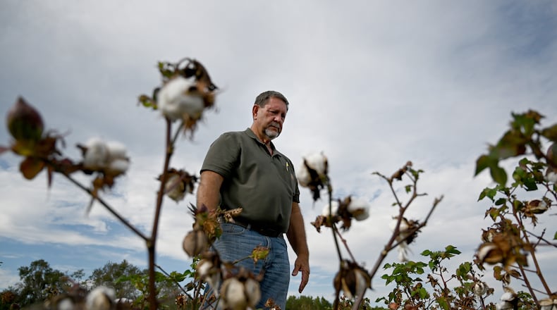Lamar Vickers shows his heavily damaged cotton field caused by Hurricane Helene at Vickers Farms, Tuesday, October 1, 2024, in Nashville, Ga. Vickers farms in partnership with his brother, Lamar, his brother Carlos and son Bradley. They grow blueberries, watermelons, tobacco, peanuts, cotton and corn. (Hyosub Shin / AJC)
