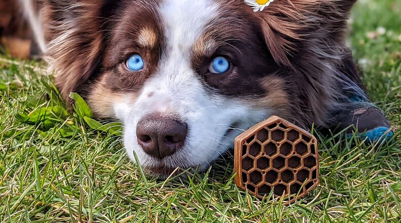 Flossing dog treats. Courtesy of Pet’s Best Life