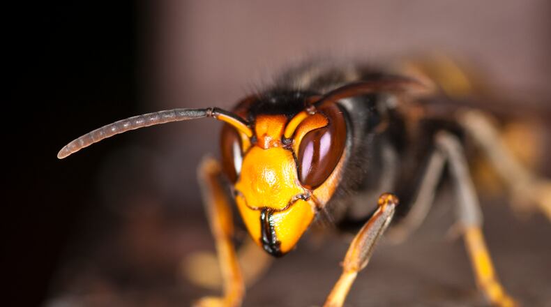 A file photo of a yellow-legged hornet. The species was found on U.S. soil in Georgia for the first time in August 2023.