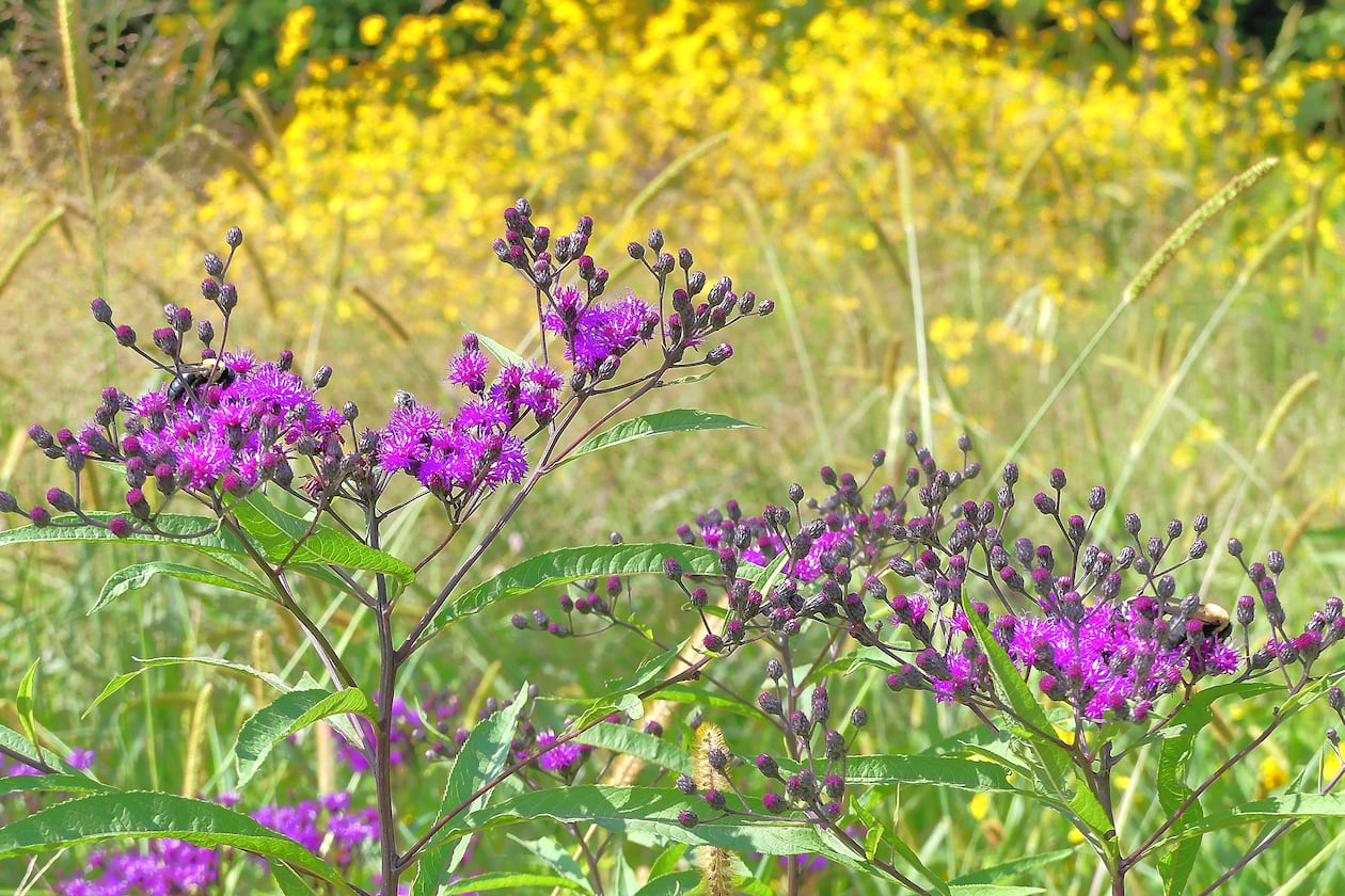 A dense cluster of yellow tickseed sunflowers provides a backdrop for purple-flowered tall ironweed on a sunny September day in a meadow of the Chattahoochee River National Recreation Area. (Courtesy of Charles Seabrook)
