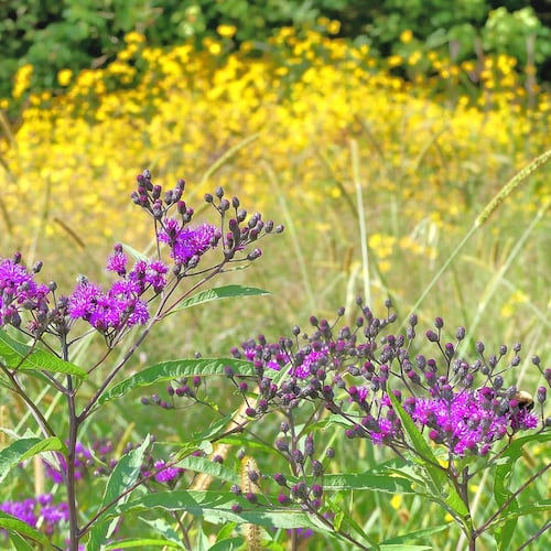 A dense cluster of yellow tickseed sunflowers provides a backdrop for purple-flowered tall ironweed on a sunny September day in a meadow of the Chattahoochee River National Recreation Area. (Courtesy of Charles Seabrook)