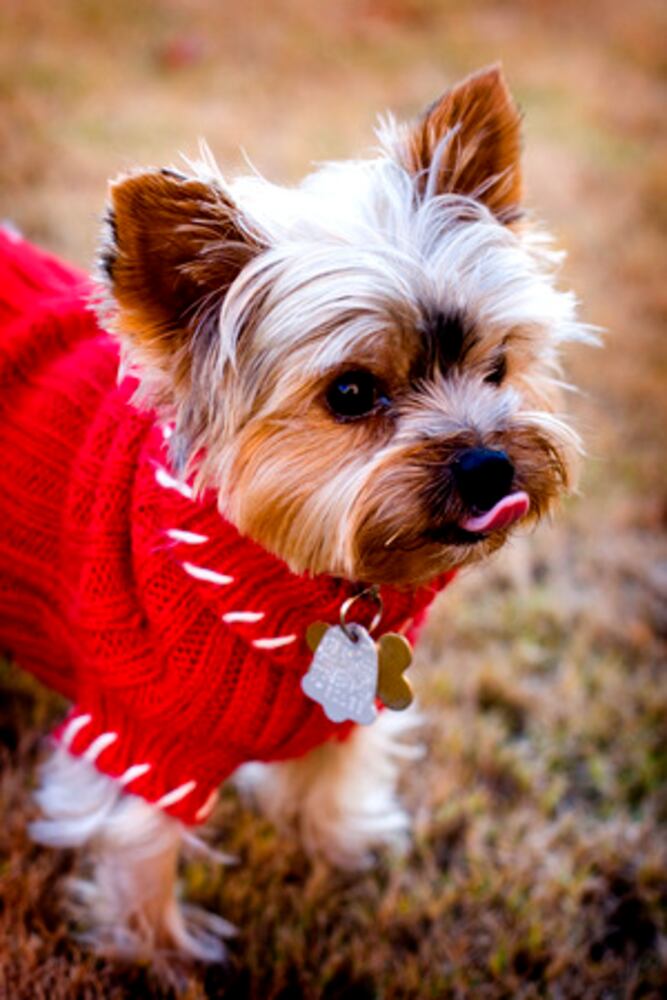 Cutest Critter Contest Favorites