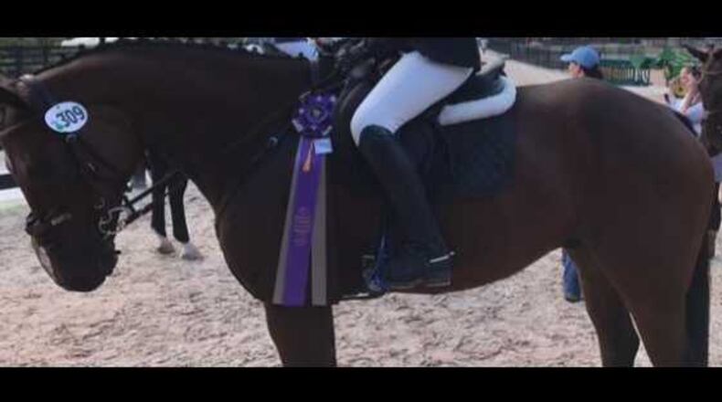 Toby, the 8-year-old slain horse, suffered a depressed skull fracture from a blunt object.