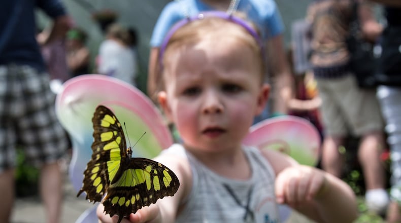 Parker Lewis, age 2 checks out a Malachite butterfly at the Butterfly Encounter during The Flying Colors Butterfly Festival in Roswell, GA June 3, 2018. STEVE SCHAEFER / SPECIAL TO THE AJC