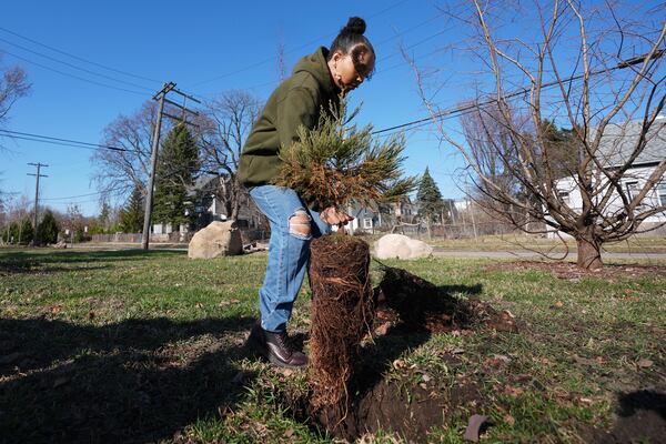 Gianna Holliday carries a sequoia tree seedling to plant in Detroit, Friday, March 21, 2025. (AP Photo/Paul Sancya)