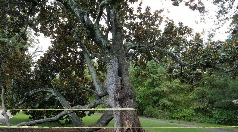 The "Climbing Magnolia" at Piedmont Park fell in July when its root plate fractured.