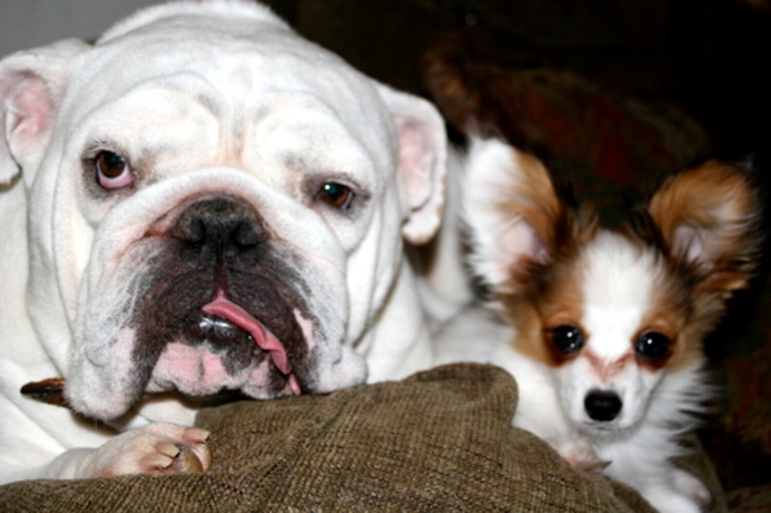 Cutest pets