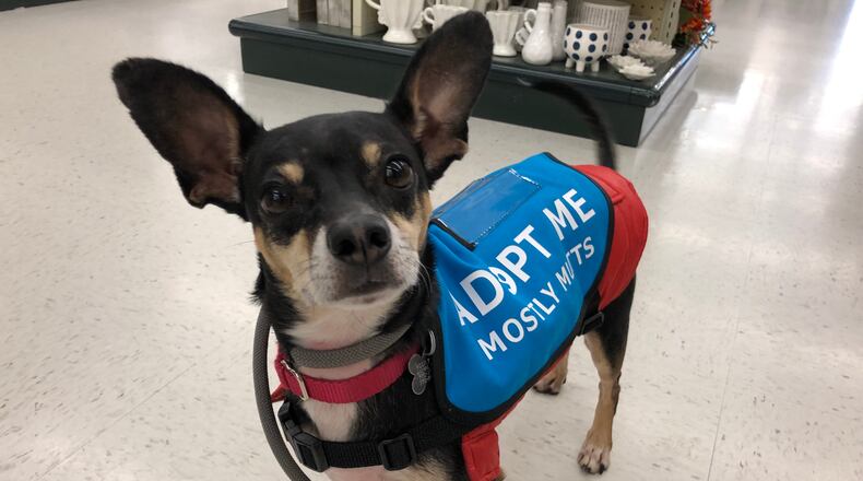 Meet Abe, s a 5-year -old dachshund and miniature pincher blend. His Instagram page is “Abe the Babe.”