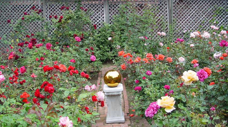 Hybrid tea cutting roses offer the widest range of vivid hued flowers. (Maureen Gilmer/TNS)