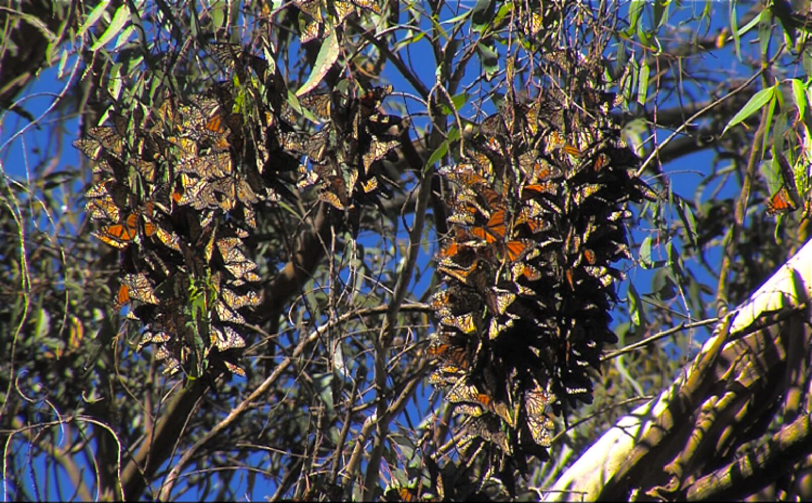 Monarch Butterfly Natural Preserve