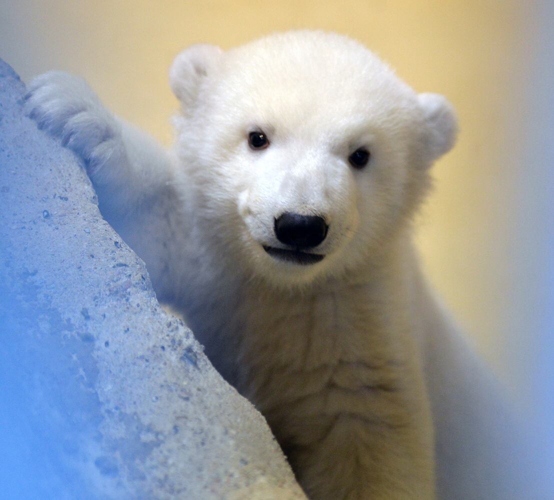 Baby zoo animals, March 2014