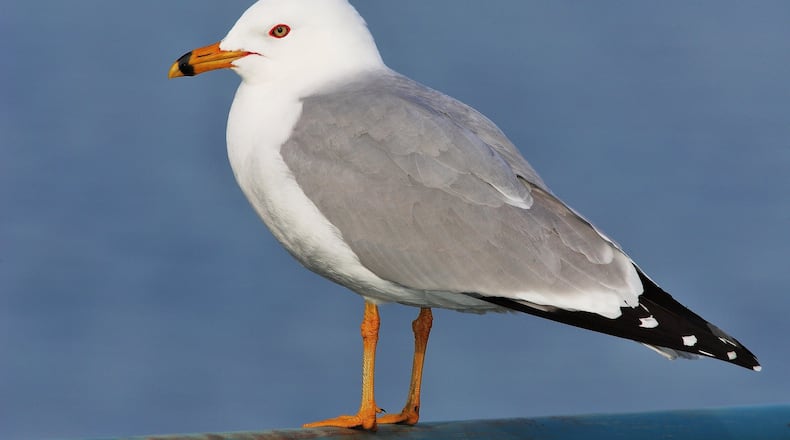The ring-billed gull, shown here, is Georgia’s most common gull species in winter, occurring on inland lakes as well as on the coast. The bird is named for the black ring around its beak. (Photo: Creative Commons/Wikipedia)
