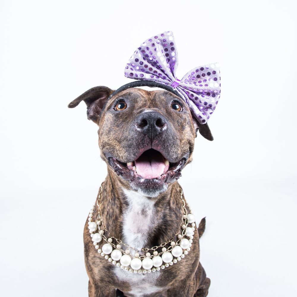 LifeLine animal shelters host free event to house 840 animals