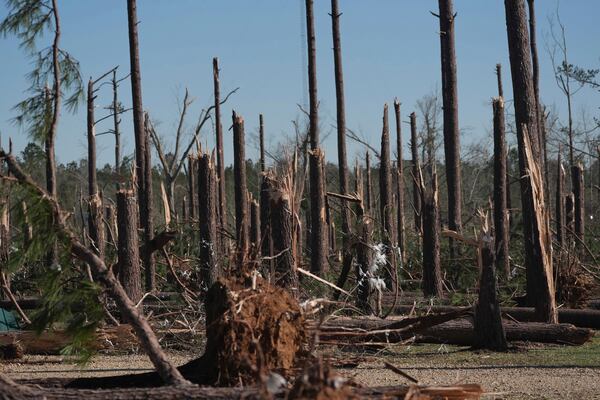 A grove of pine trees were destroyed by Saturday's tornado in Tylertown, Miss., shown on Sunday, March 16, 2025. (AP Photo/Rogelio V. Solis)
