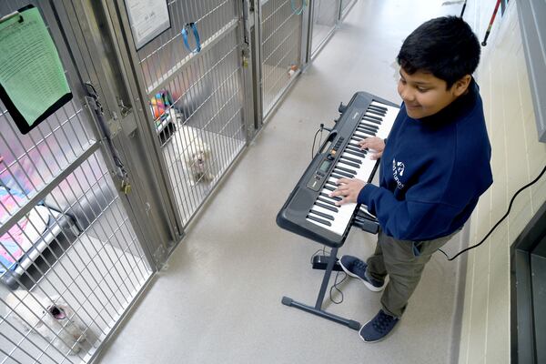 Yuvi Agarwal, the founder of Wild Tunes, which aims to soothe stressed shelter animals with live music, plays the keyboard at the Denver Animal Shelter, on Friday, May 30, 2025. (AP Photo/Thomas Peipert)