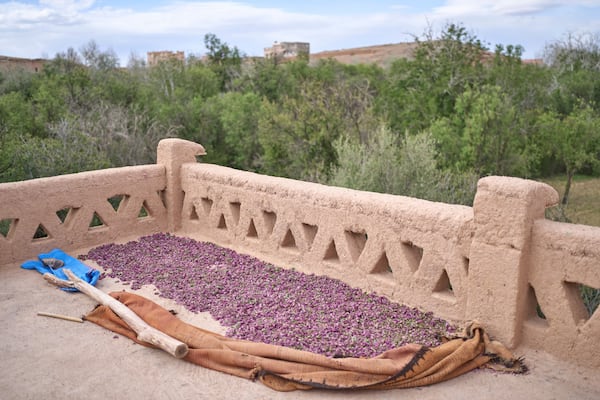 Roses are dried on a rooftop during the annual Rose Festival in Kalaat M'Gouna, Morocco, Tuesday, May 6, 2025. (AP Photo/Mosa'ab Elshamy)