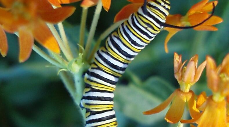 According to Owlcation.com, Janet Hanser’s is probably of a monarch caterpillar. One of the best-known butterflies in North America, the monarch is famous for its astounding winter migration across half a continent to the piney mountains in Mexico. Monarch caterpillars sport many narrow bands of black, yellow, green and white. They also have four distinctive ‘antennae,’ two on each end. The monarch caterpillar eats only milkweed plants, which have a toxic white sap that flows when a leaf or branch is broken, giving the plant its common name. It’s thought that this species takes on the poison of the milkweed’s leaves, which protects it from predators; since the big orange butterfly is toxic, other butterflies try to copy it. This is called mimicry, and there are many species that look like the monarch for this reason.