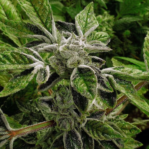 FILE - In this Sept. 15, 2015 file photo, marijuana plants with their buds covered in white crystals called trichomes, are a few weeks away from harvest at the Ataraxia medical marijuana cultivation center in Albion, Ill.. (AP Photo/Seth Perlman, File)
