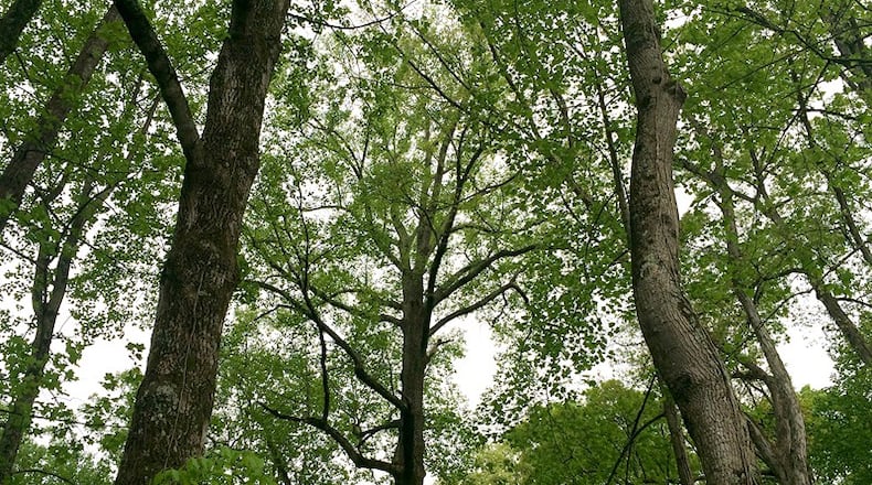 Years-long efforts are ongoing to protect the city of Atlanta’s tree canopy.