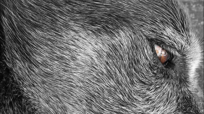 FILE PHOTO: A dog diagnosed with terminal cancer now has a forever home to live out her final months.