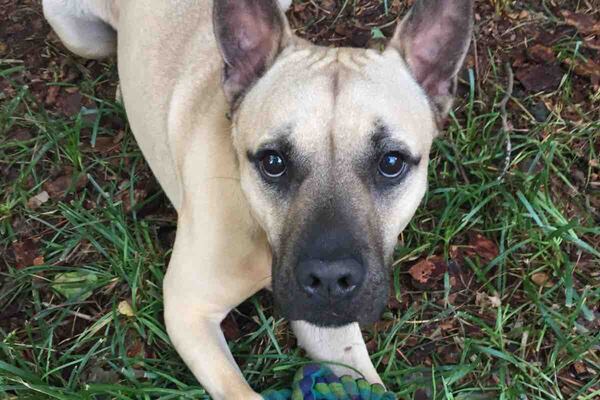 A DeKalb County woman came home from work last week to find her dog had been shot during an apparent burglary.